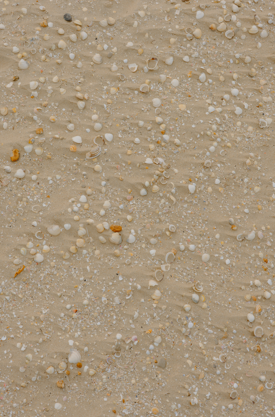 Sand Fog Ocean & Sea Salt 110 ml Reed Diffuser - Image 2