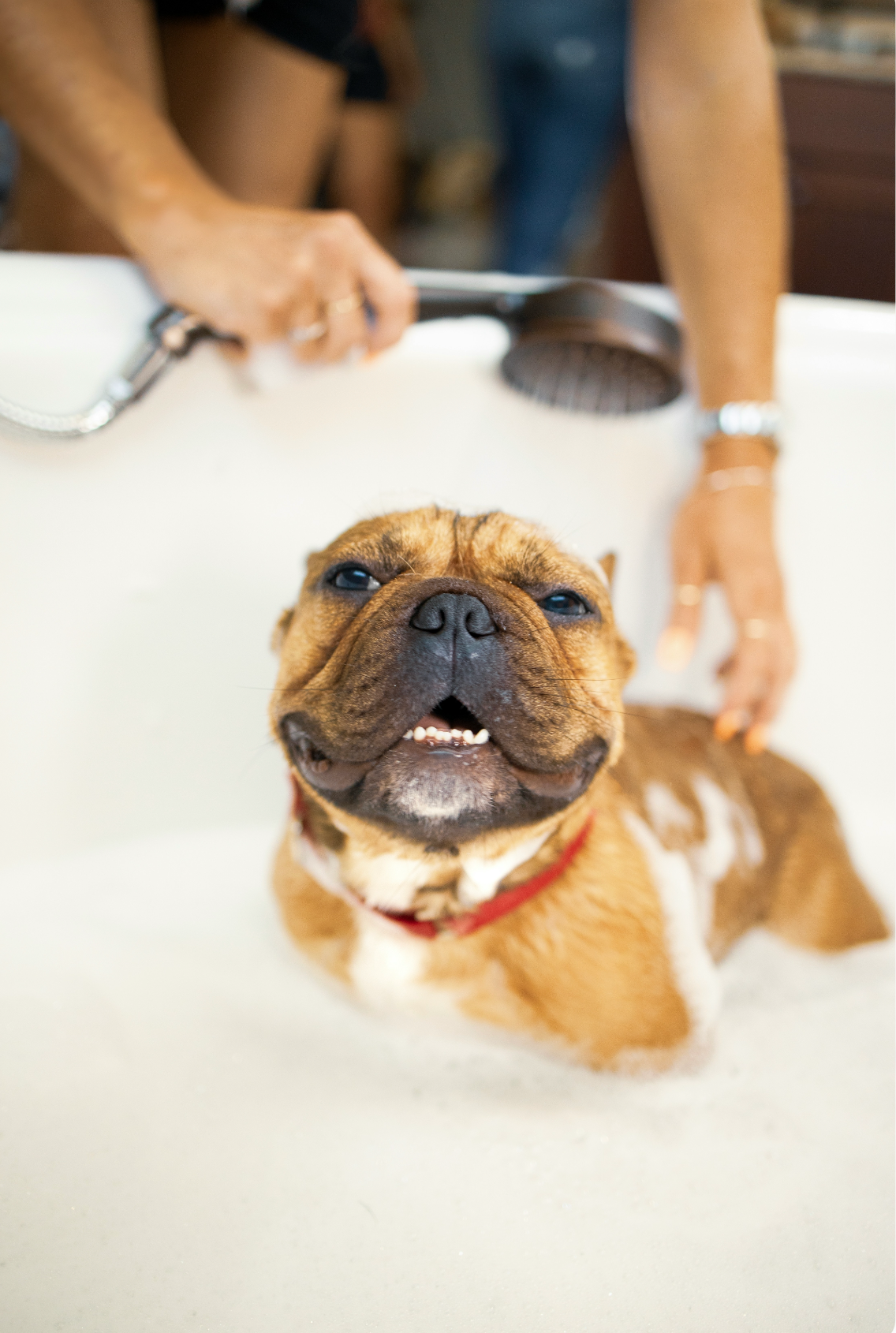 Sand Fog Sand + Paws Pet Shampoo & Conditioner - Honeysuckle - Image 2