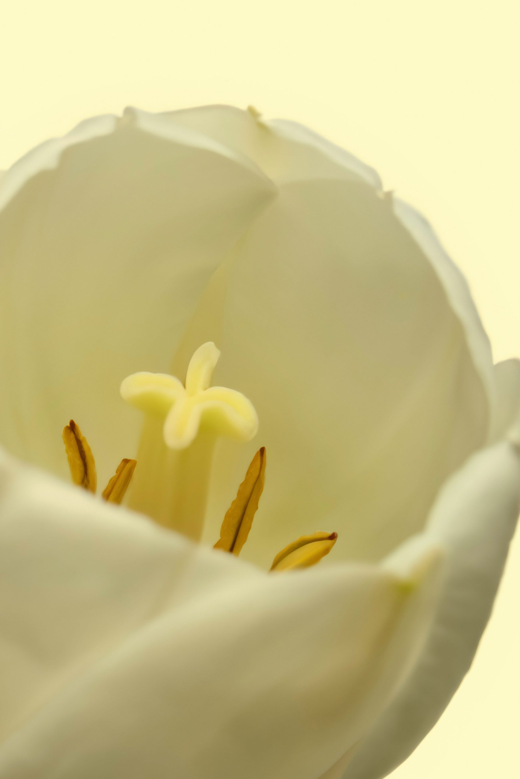 Sand Fog White Tulip 50ml Perfume Oil Rollerball - Image 2