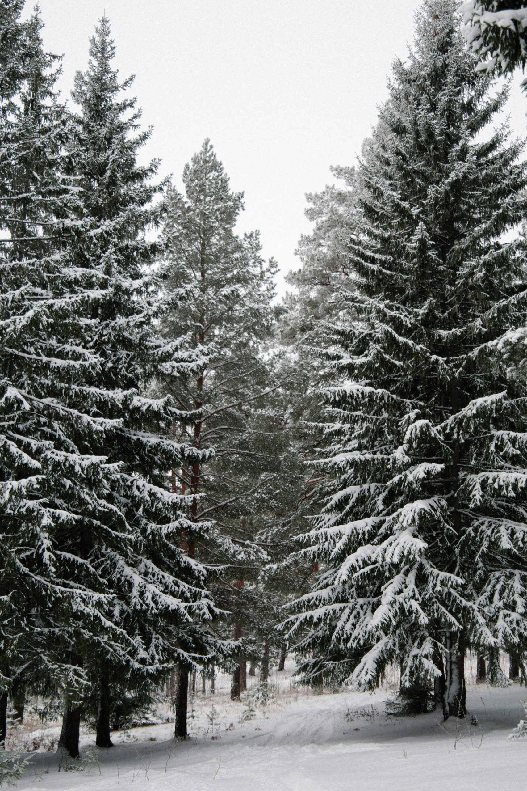 Sand Fog Winter Pine 107 ml Room Spray - Image 2